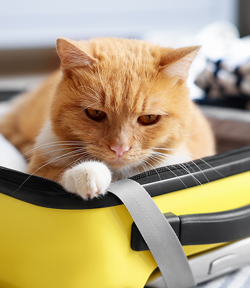 bienestar de gatos en vacaciones